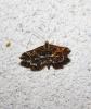Diasemia reticularis